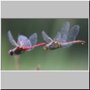 Sympetrum sanguineum - Blutrote Heidelibelle 01a Paarung.jpg